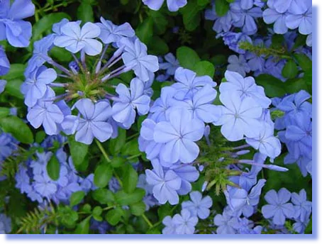 plumbago