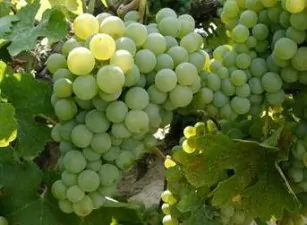 verdejo grape