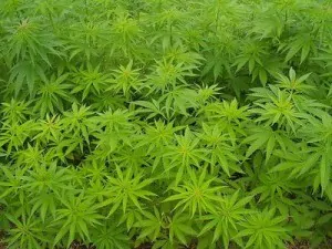 marijuana crop