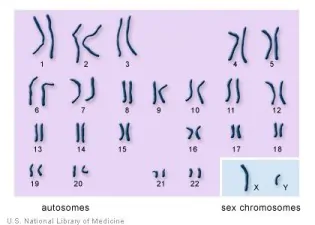 article new ehow images a05 69 uq male infertility due chromosome 800x800