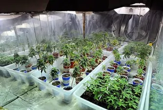 coltivazione di marijuana in un deposito giudiziario