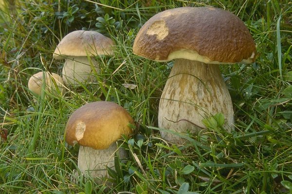 tacchie e funghi 2