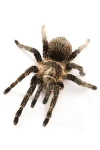article new ehow images a08 af k0 biggest spider species 800x800