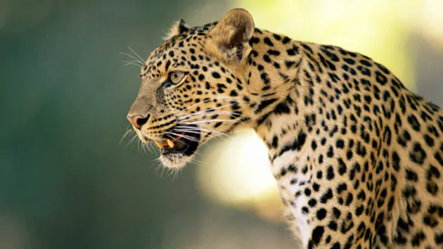 gty leopard nt 121106 wmain