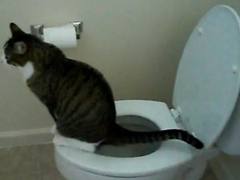 Come Insegnare Al Gatto Ad Usare Il Wc Notizieit