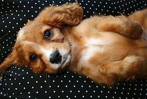 article new ehow images a02 2o mb identify liver problems dog 800x8001