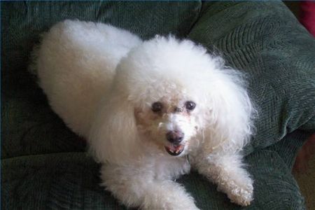 article new ehow images a04 nj mh low protein foods dogs 800x800