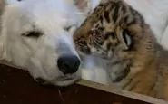 dog tiger cub bbc 185x115