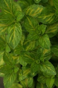 article new ehow images a05 pm k3 benefits eating whole mint leaves 1.1 800x800