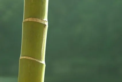 article new ehow images a06 oo a6 stop bamboo growing 800x800