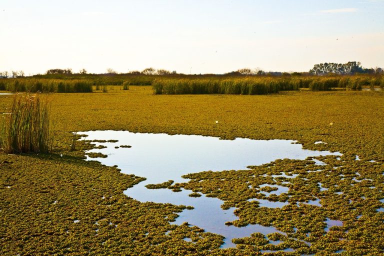 Pianura stepposa argentina