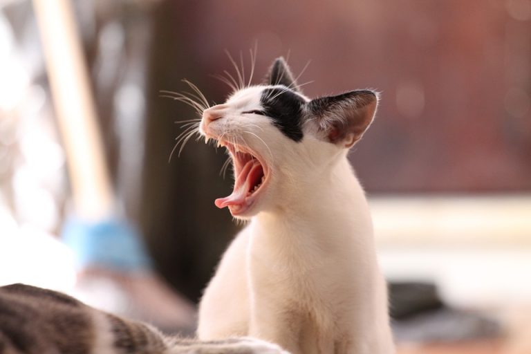 Gatto