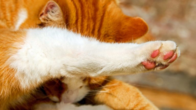 I Gatti