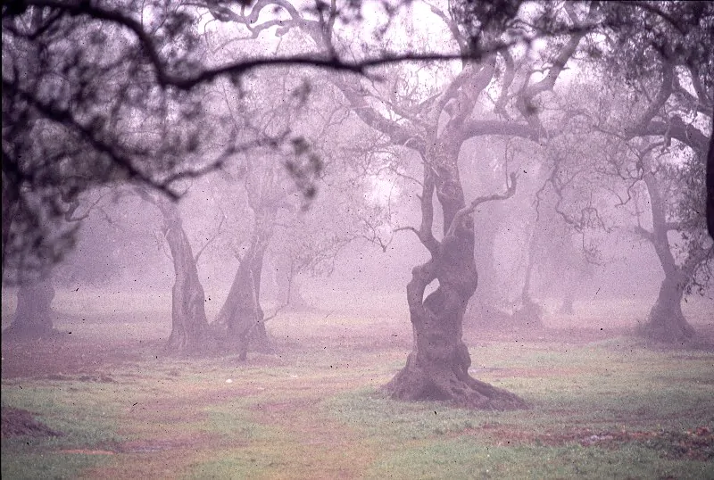 Ulivi nella nebbia