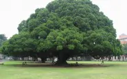 alberi monumentali O2