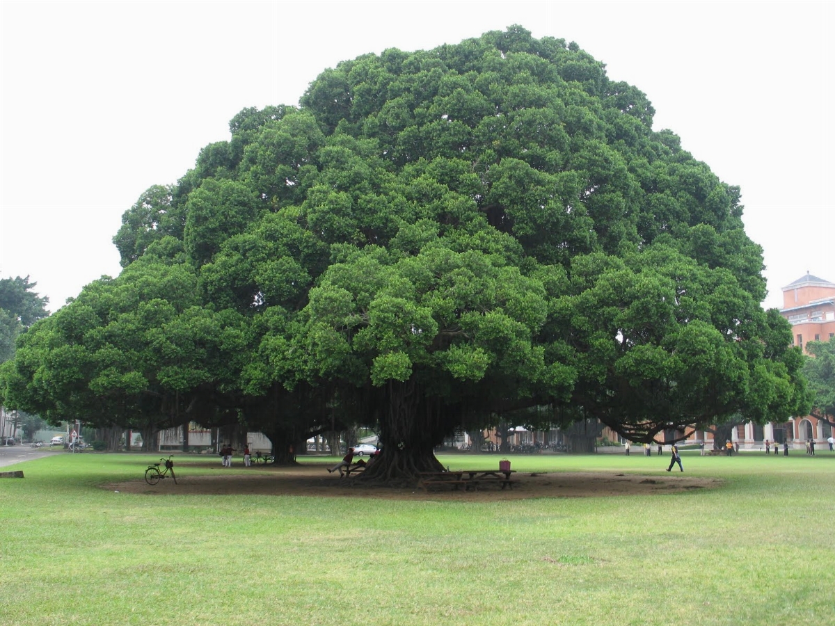 alberi monumentali O2