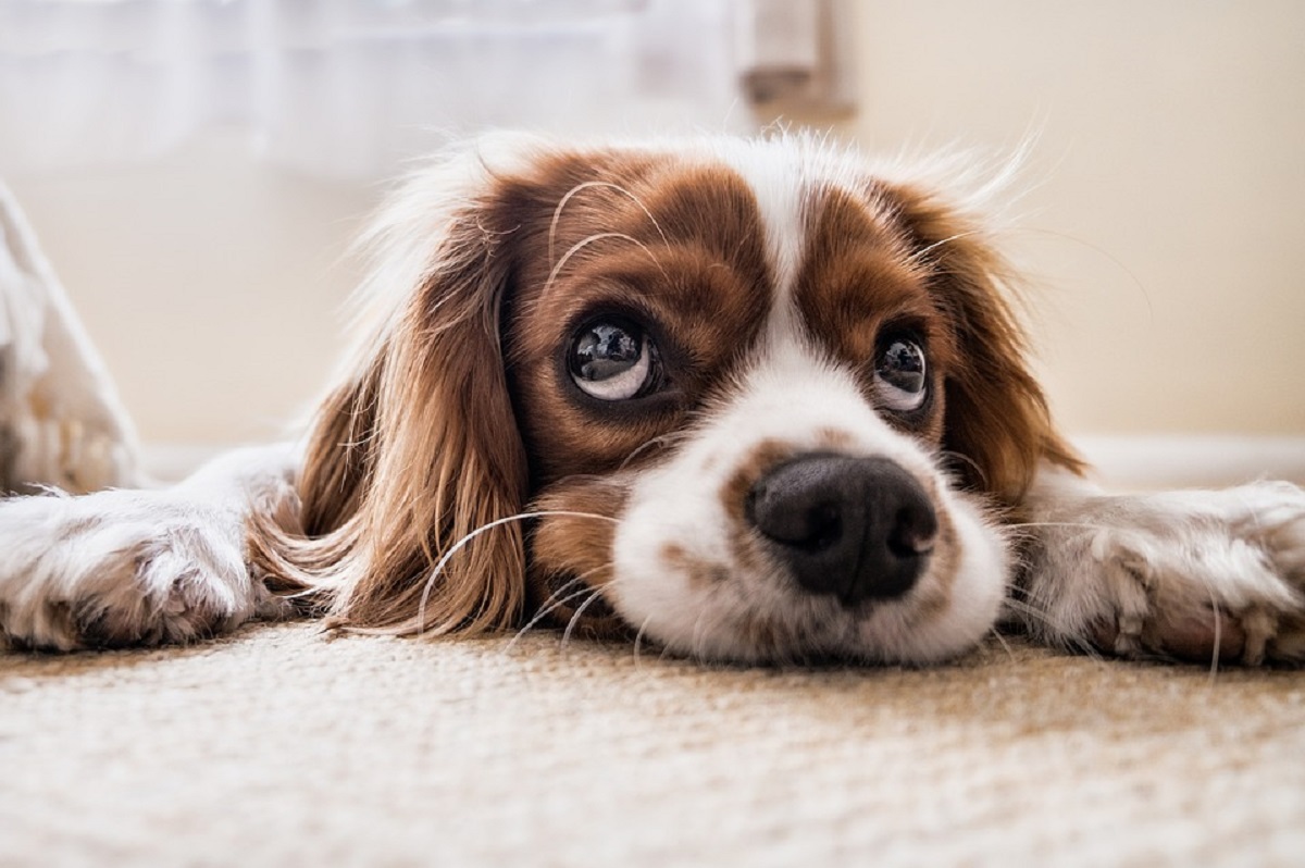 Tumore Cerebrale Nei Cani Come Riconoscere I Primi Sintomi