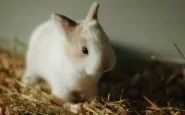 Cucciolo di coniglio