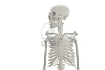 4322305 plastica scheletro umano modello su sfondo bianco