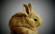 Il coniglio animale domestico
