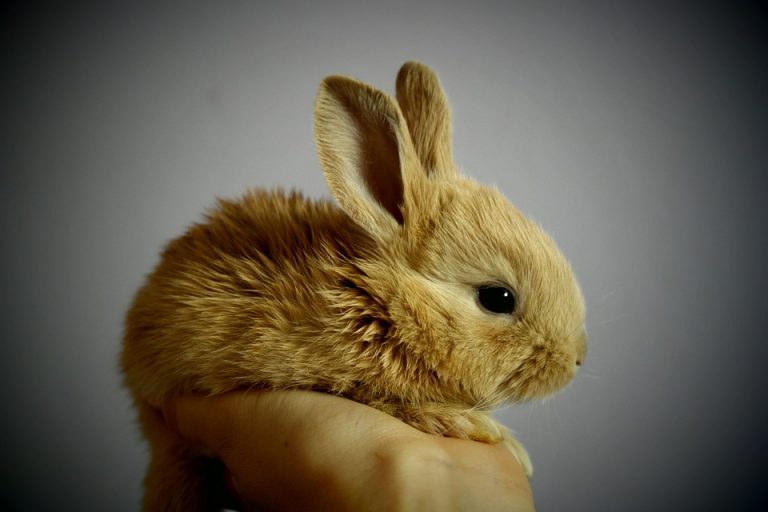 Il coniglio animale domestico