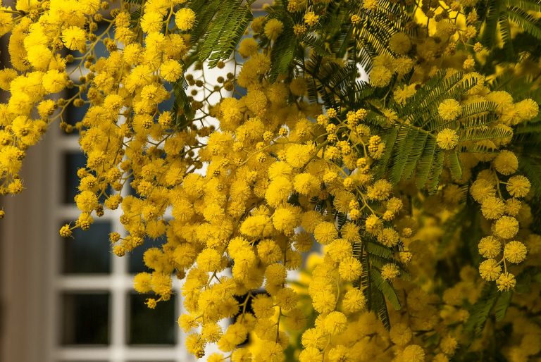 Regalare una mimosa Regalare una mimosa