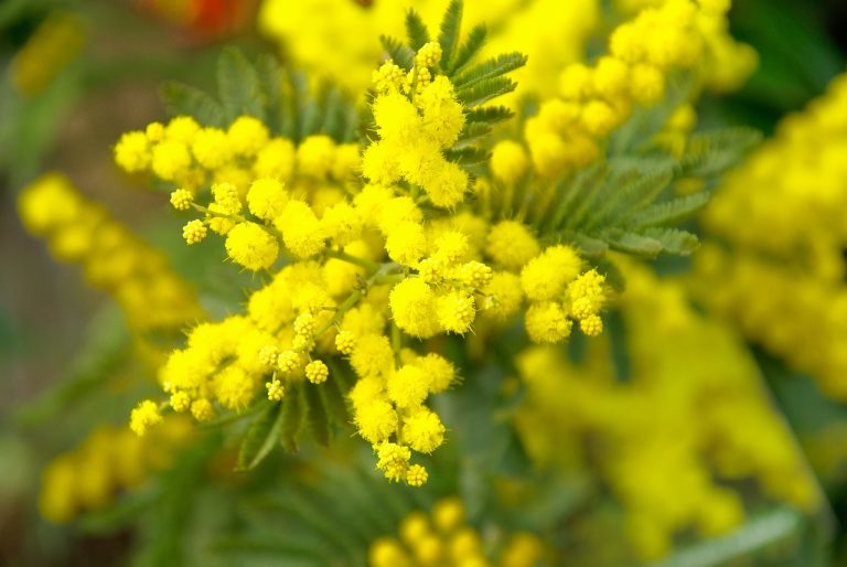 Regalare la mimosa