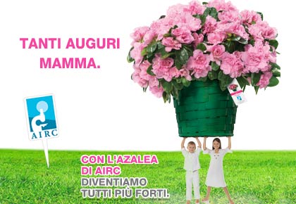 azalea della ricerca