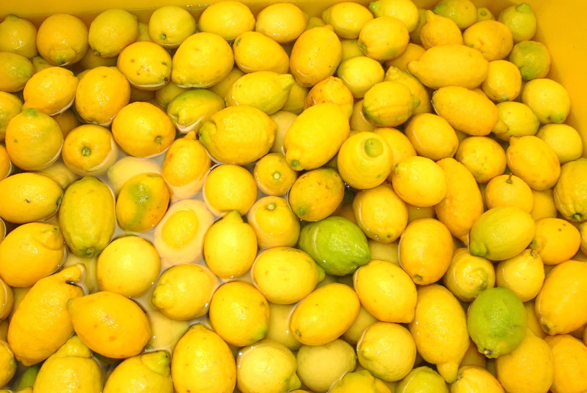 limoncella