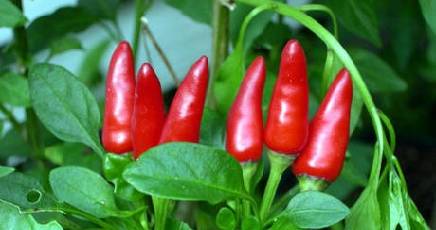 peperoncino 436.jpg 415368877
