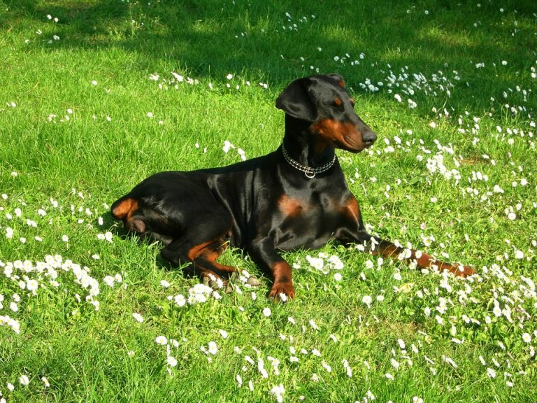 dobermann