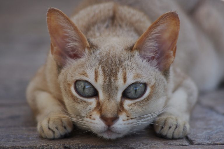 Gatti