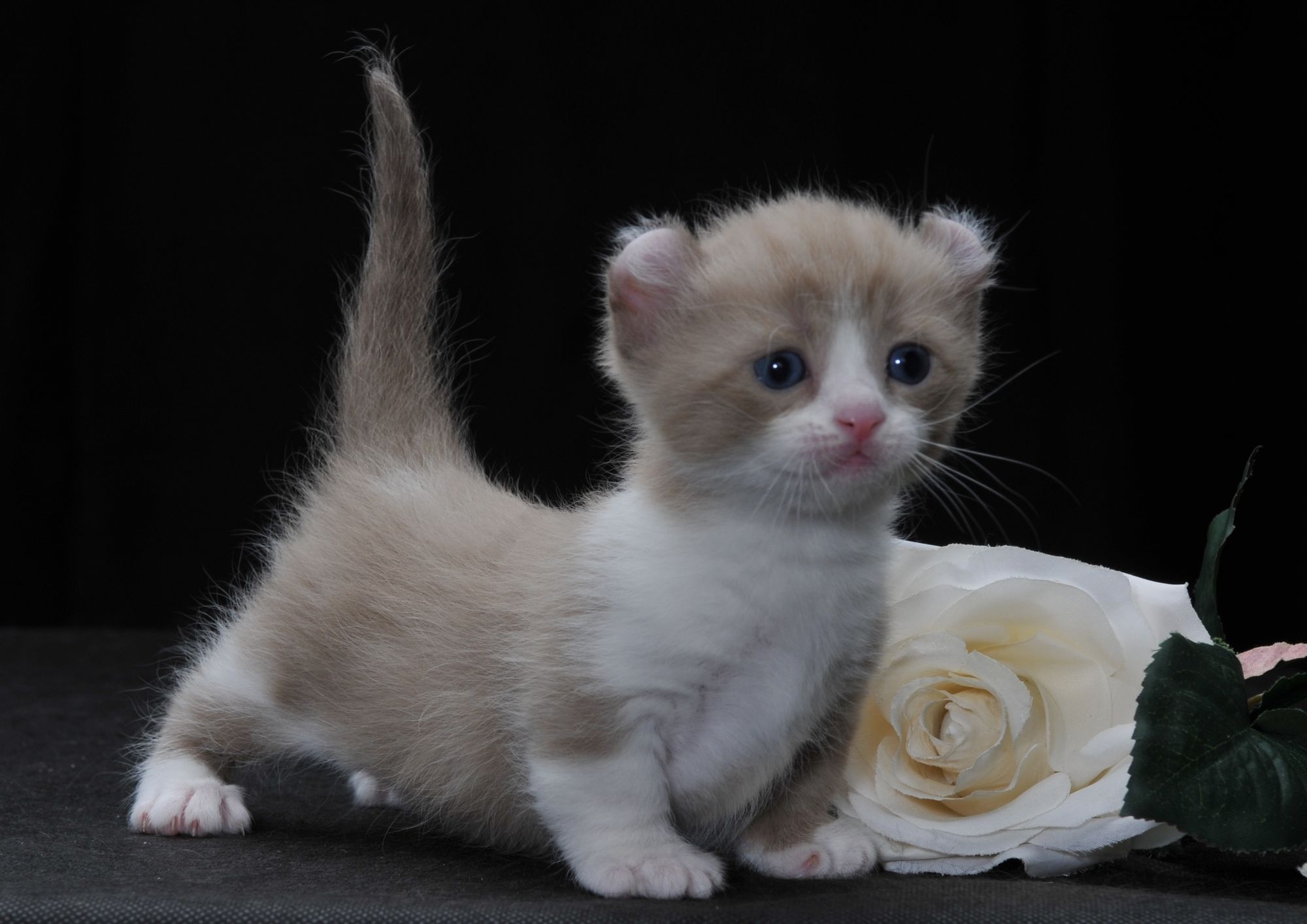 Самые Маленькие Кошки Мира Фото С Названиями