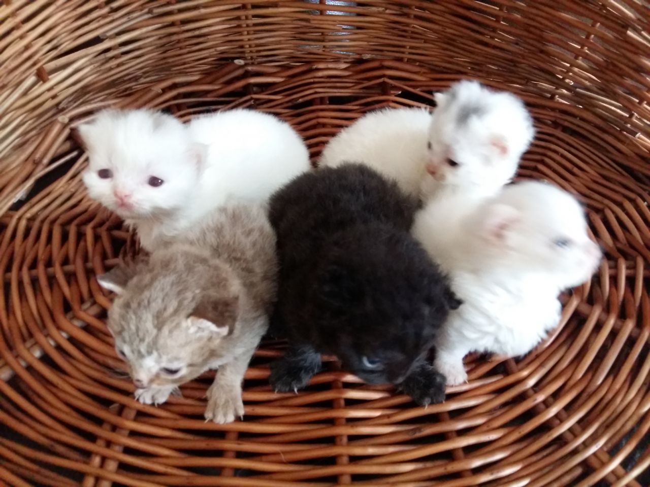 La Razza Di Gatto Più Piccola Del Mondo