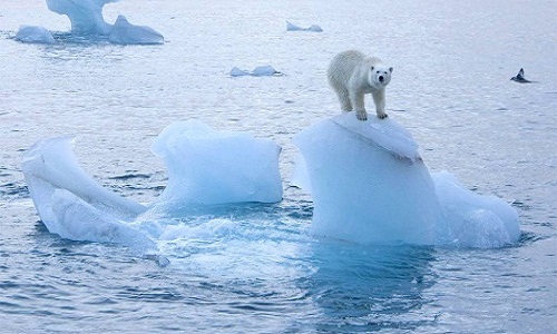 ghiaccio artico orso bianco