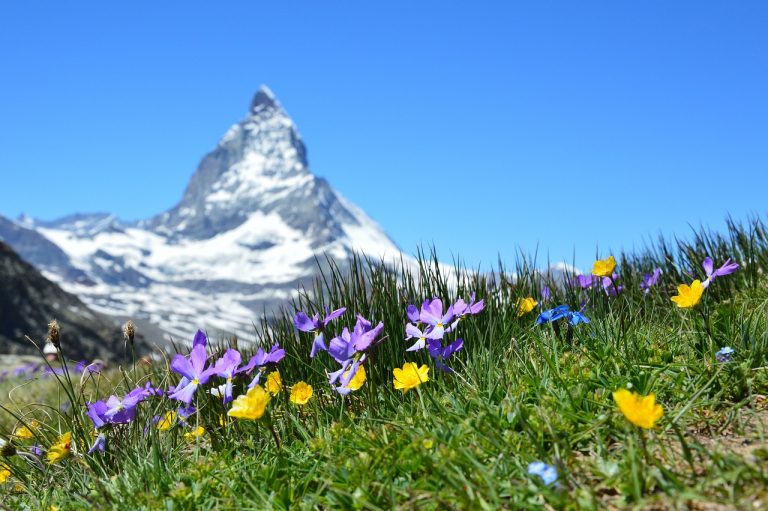 lingue ufficiali in Svizzera