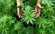 cannabis legale in italia