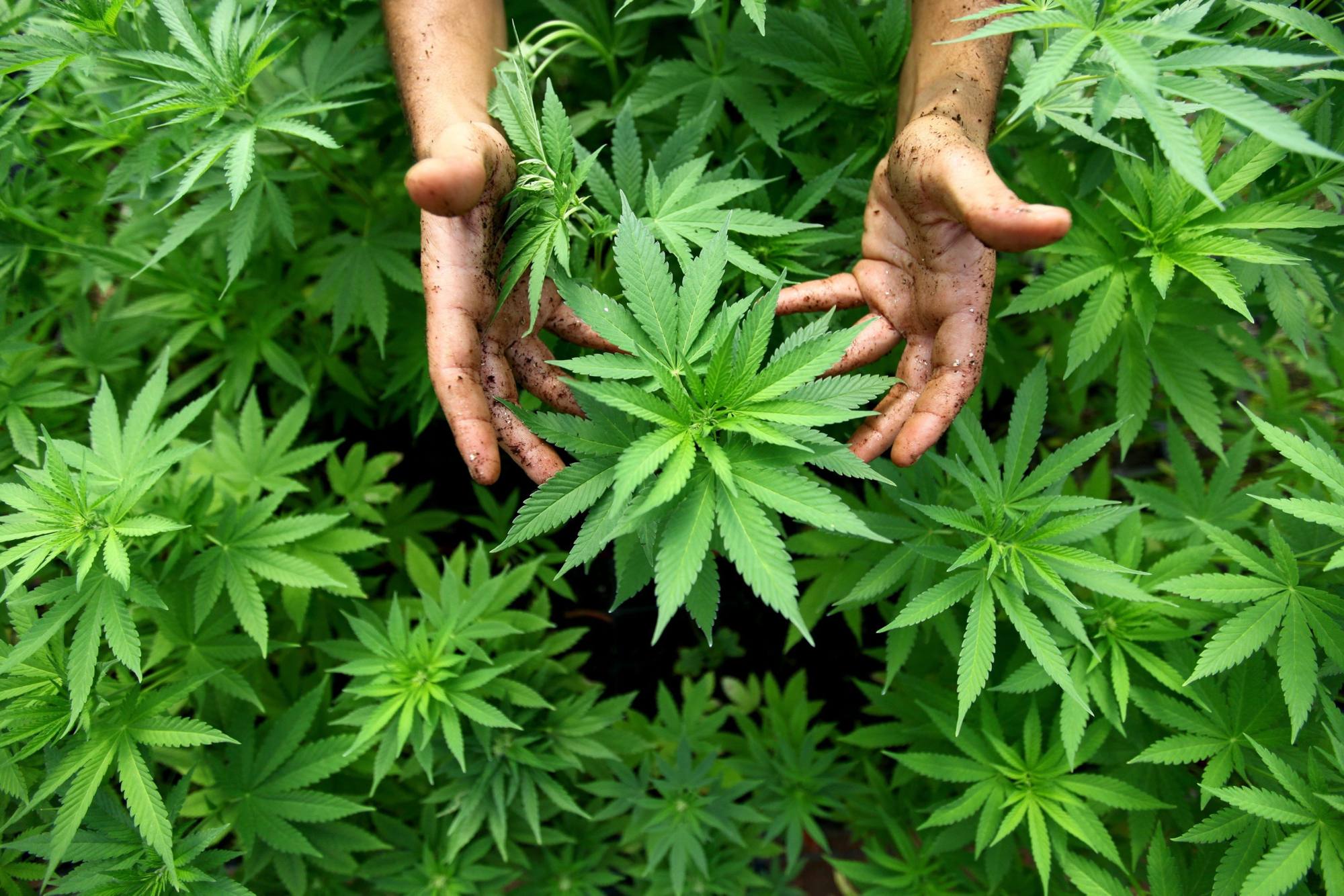 cannabis legale in italia