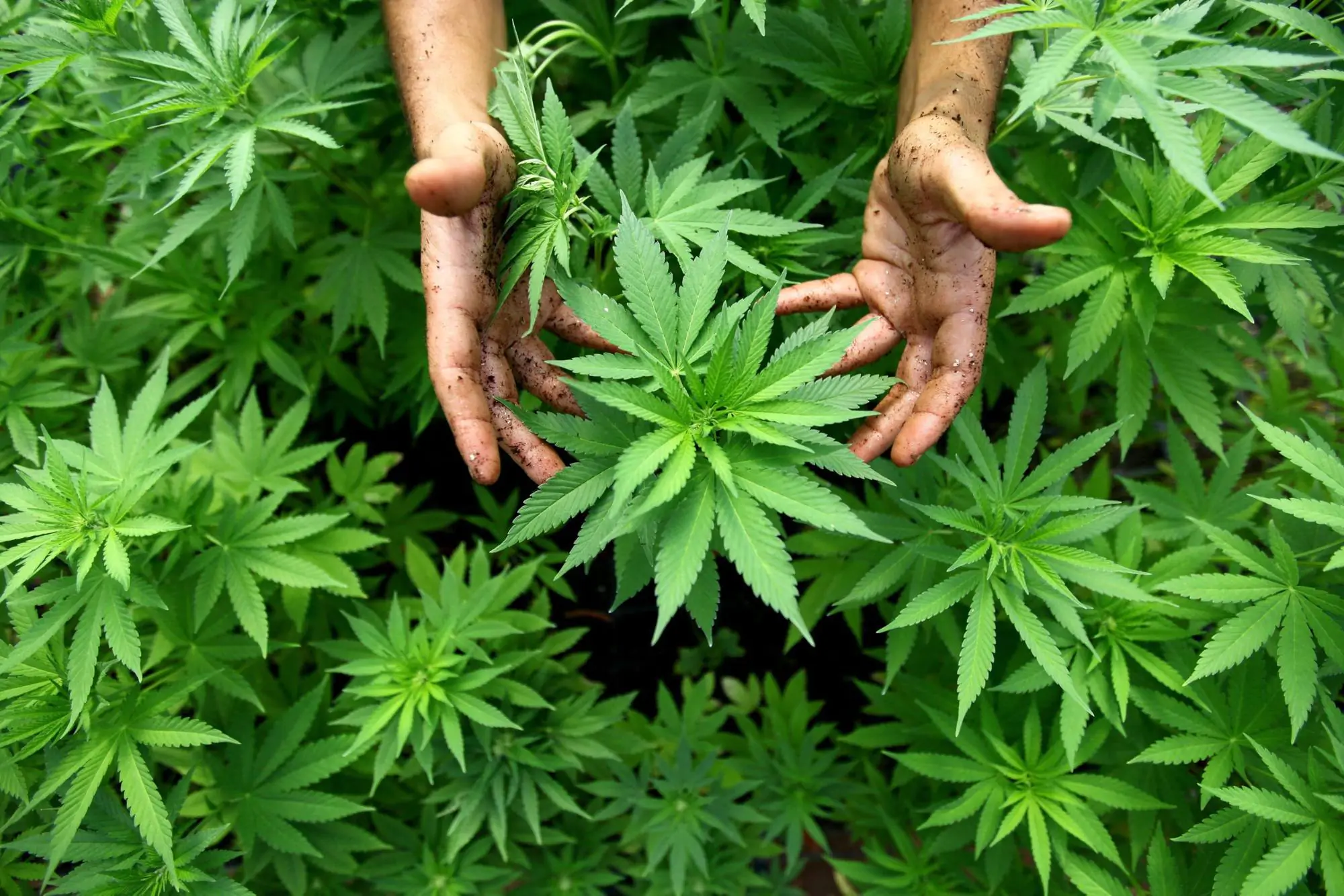 cannabis legale in italia