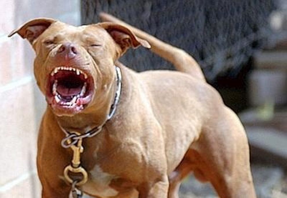 pitbull pitbull