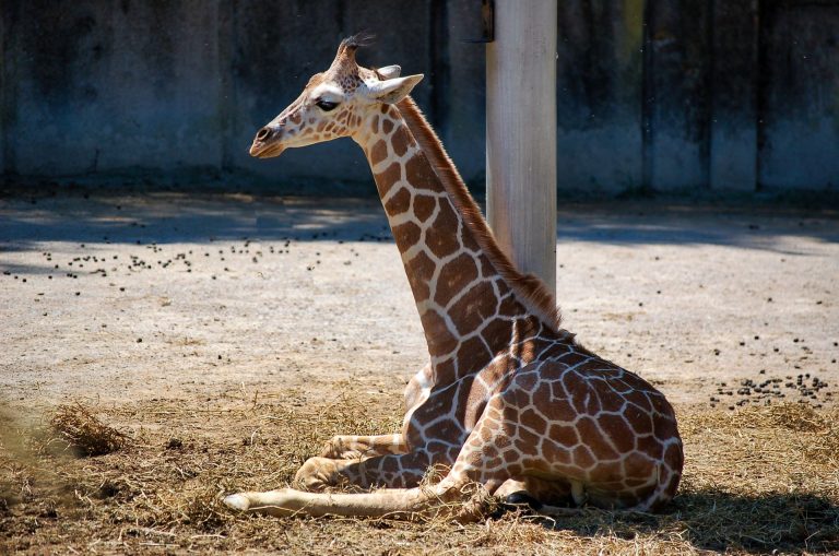 zoo zoo