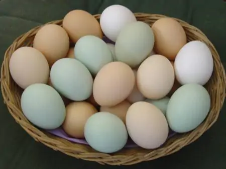 uovo di gallina calorie