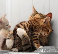 abbracci tra gatti14