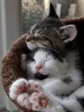 abbracci tra gatti4