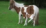 animals with miniature versions of themselves 22