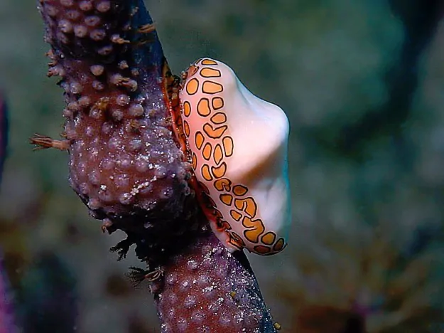 flamingo-tongue-snail-primo-piano