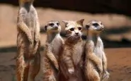 funny not like the others meerkats copy