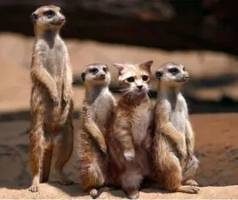 funny not like the others meerkats copy