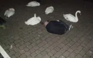 funny not like the others swan dude copy