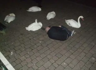 funny not like the others swan dude copy